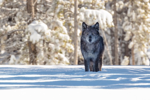 Wolf in Yellowstone National Park
