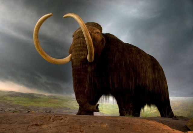 Wooly mammoth