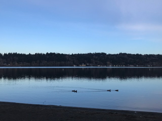 Picture of a lake with ducks