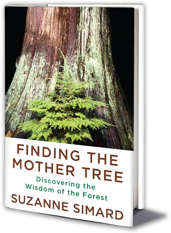 Cover of Finding the Mother Tree
