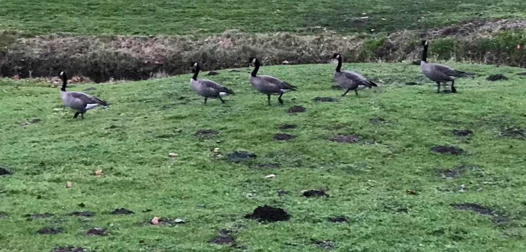 Five Canada geese walking single file across a grass field