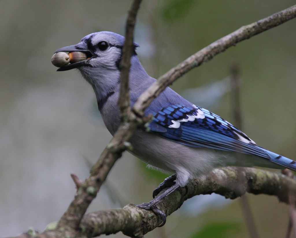 A Blue Jay carrying several acorns in its mouth.