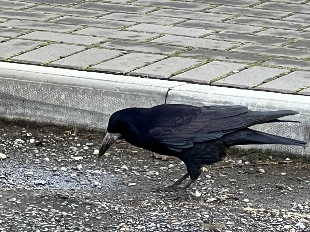 A rook standing in a road with its beak pointing down. 