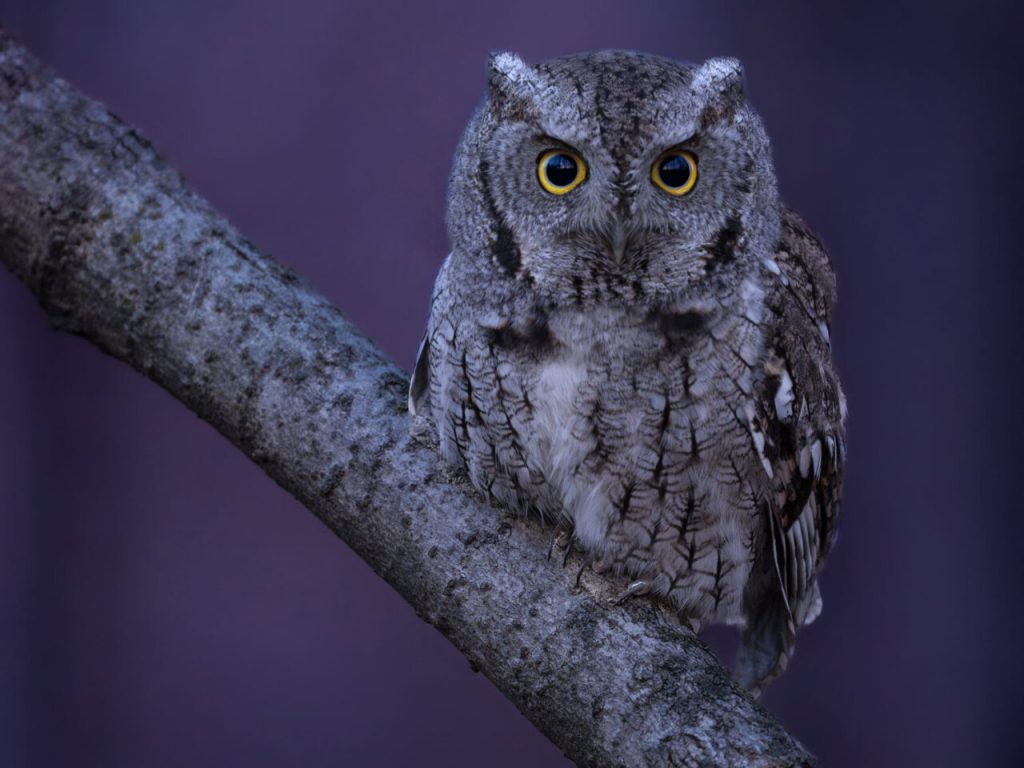 Photograph of an Eastern Screech Owl taken in Michigan, USA.