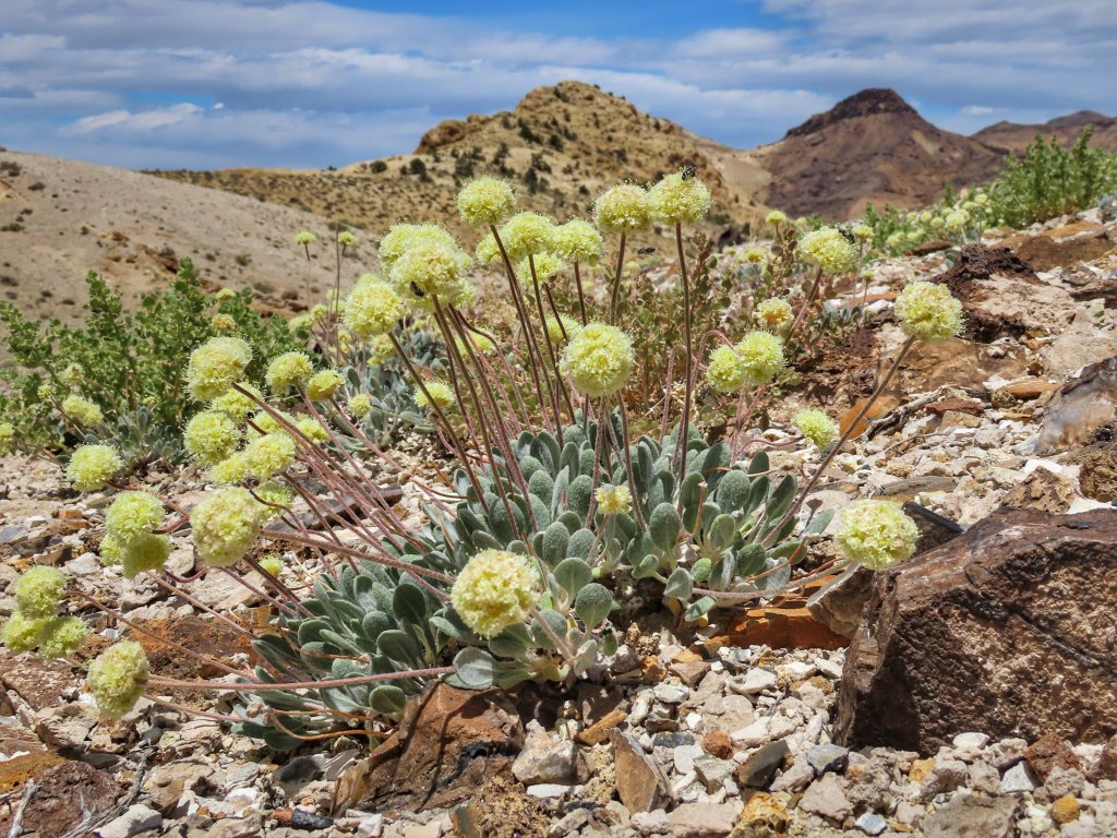 Photo of Tiehm's buckwheat.