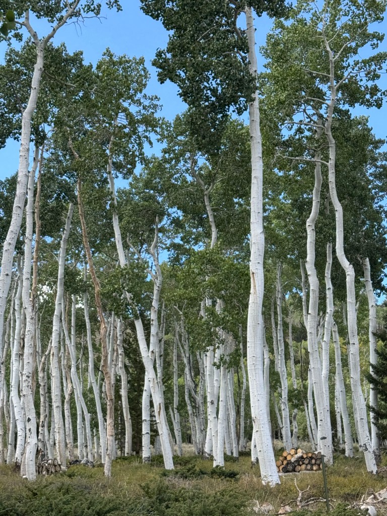 Aspen trees making up part of the Pando Aspen clone. 