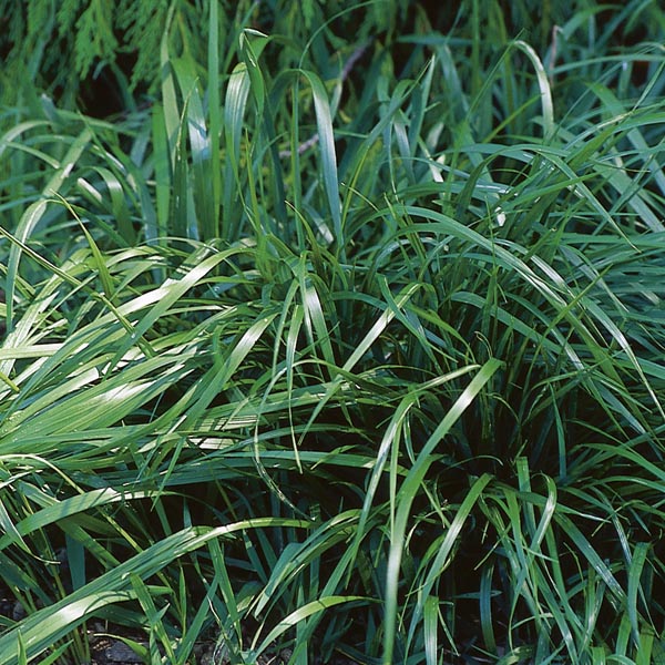 Close up image of sweetgrass plants.